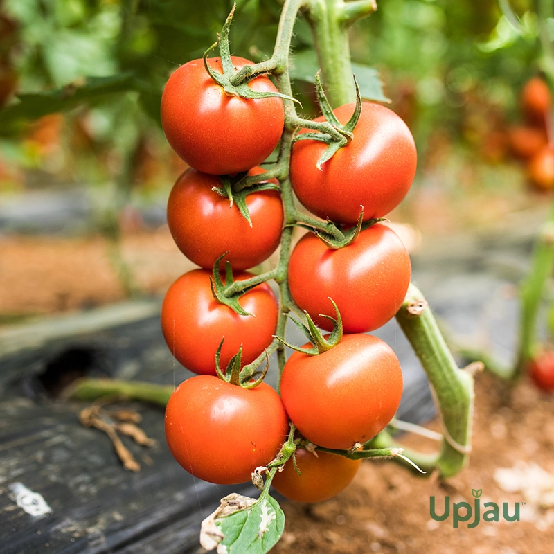 cherry-tomato-seeds-f1-hybrid-india