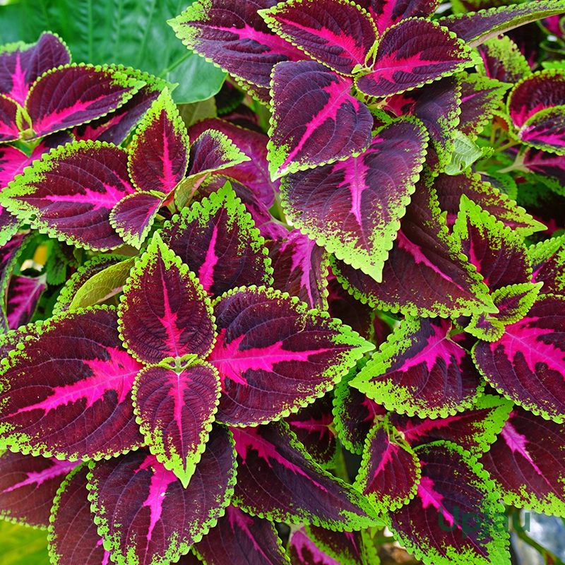 close-up-of-coleus-sapling-leaves