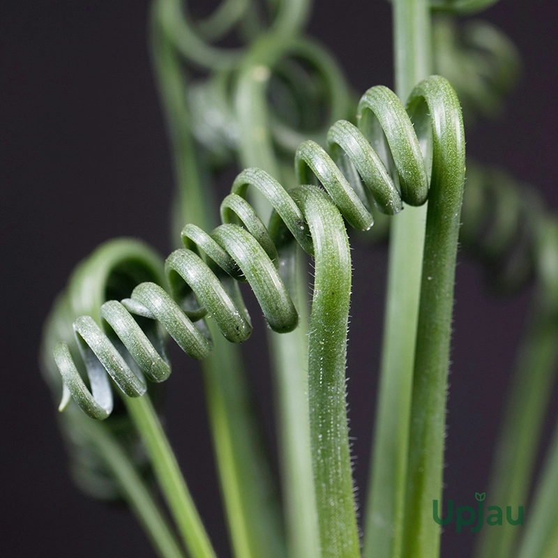 Corkscrew Albuca Plant with spiral green leaves