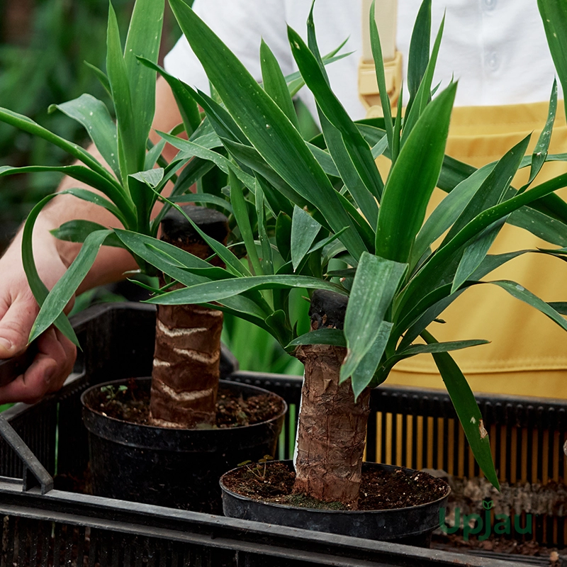 dracaena-fragrans-brazilian-wood-plant
