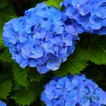 Hydrangea plant sapling online India – buy healthy live Hydrangea plant from Upjau