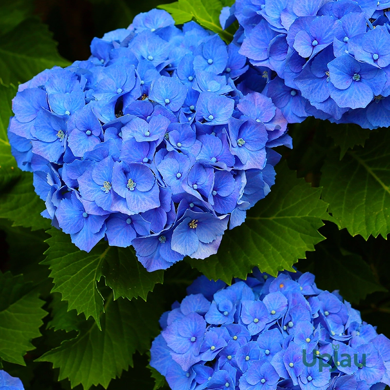 hydrangea-plant-sapling-upjau