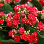 Kalanchoe Flower Plant Sapling - Red