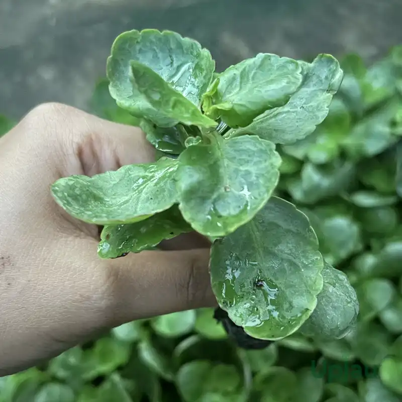 kalanchoe