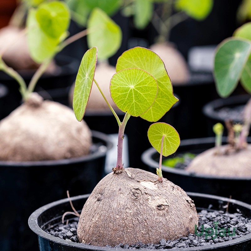 stephania-erecta-plant-bulb-india