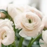 White Ranunculus buttercup flower blooming from bulbs