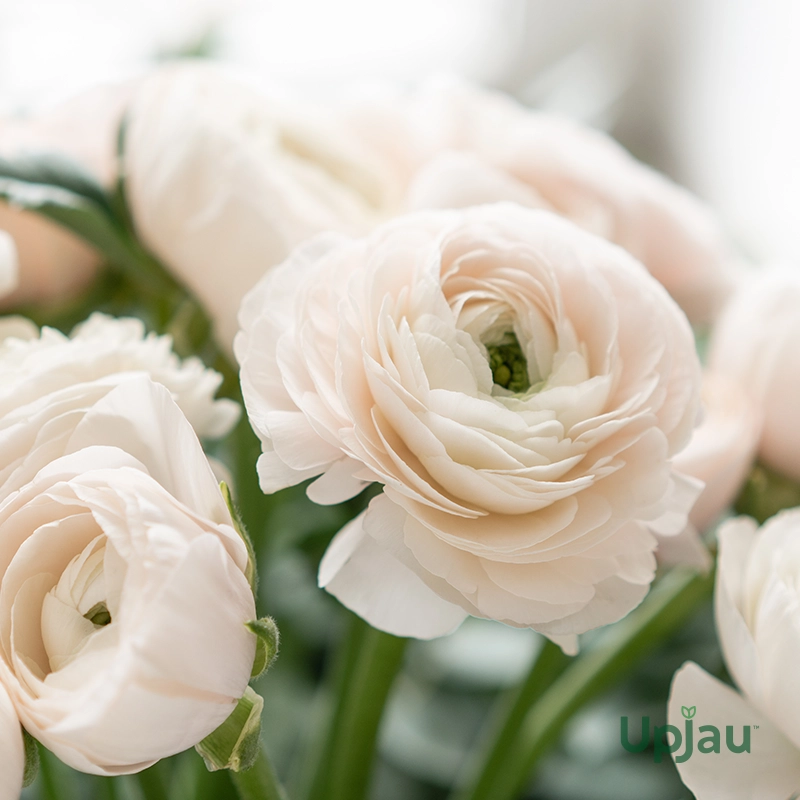 White Ranunculus buttercup flower blooming from bulbs