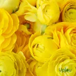 Yellow Buttercup flower bulbs with layered yellow blooms