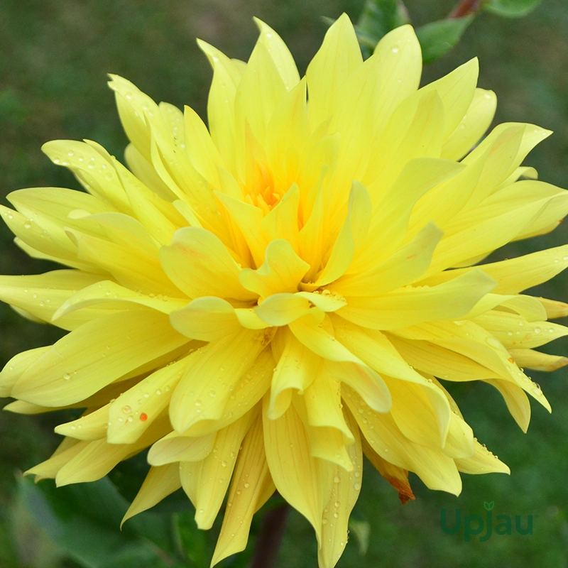 yellow-dahlia-flower-bulb