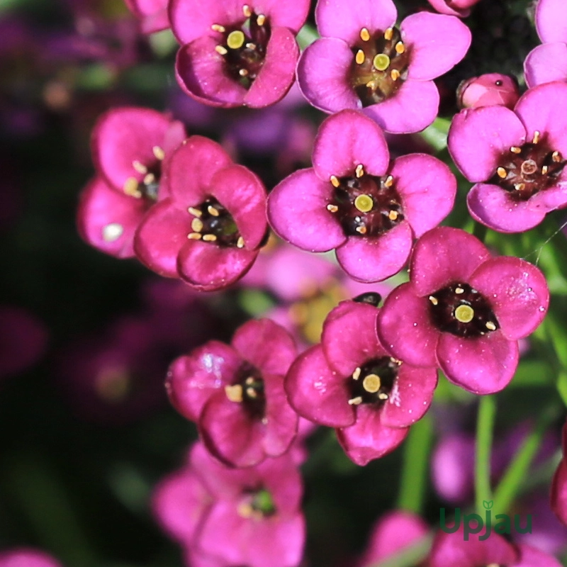 Alyusum Pink