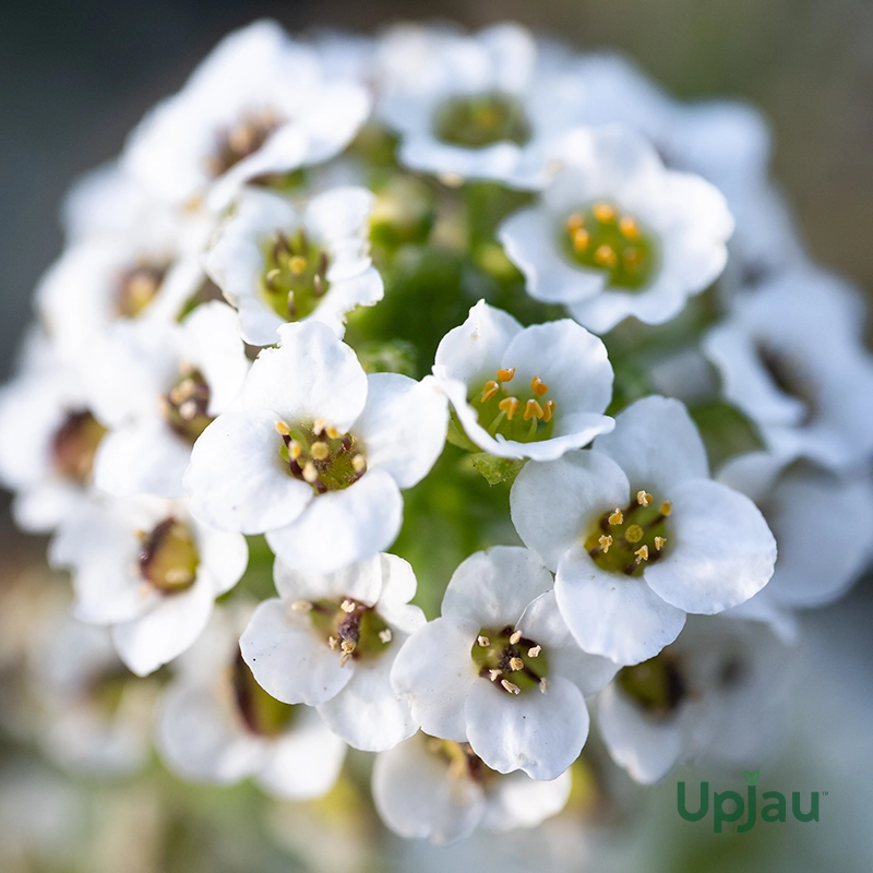 Alyusum white2