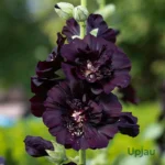 Hollyhock seeds