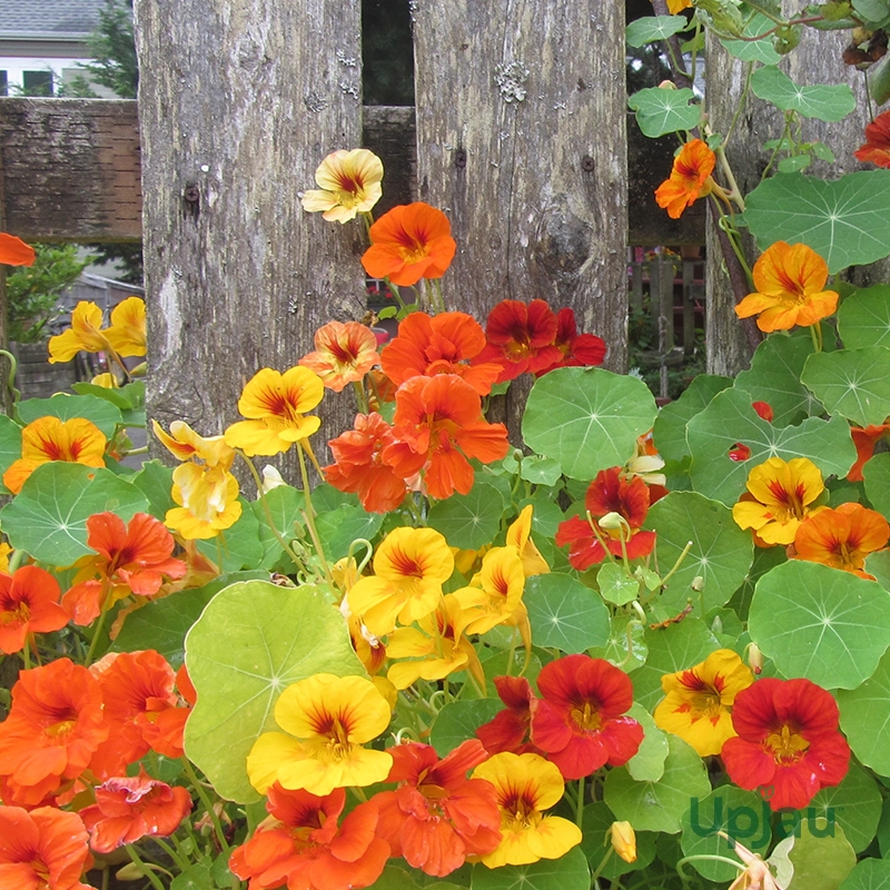 Nasturtium2