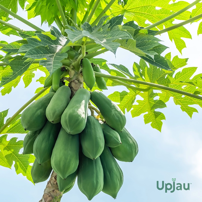 Taiwan Red Lady 786 Papaya Plant (Sapling) - Image 3