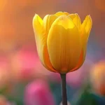 Tulip_Yellow bulb