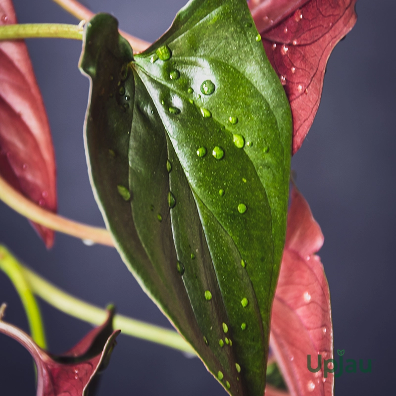 Black Money Plant / Pothos Plant - Image 2