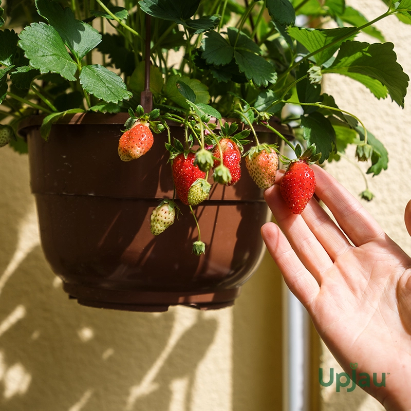 buy-strawberry-plant-sapling
