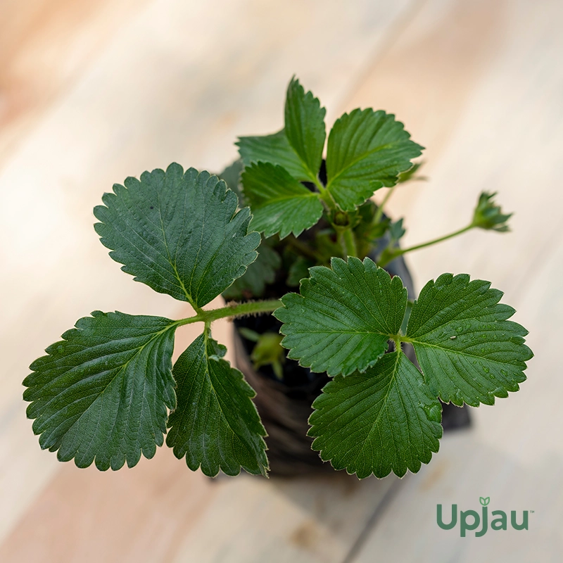 strawberry-plant-sapling