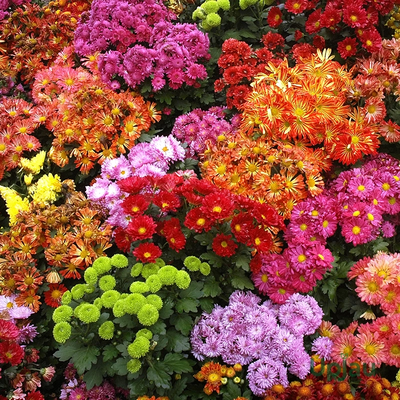 Decorative Chrysanthemum