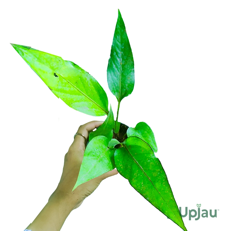 Exotic Plant 2 - Combo of 4 - Image 2