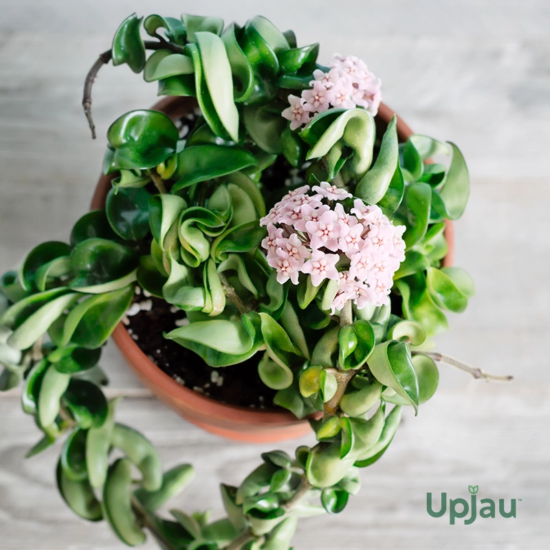 Hoya hindu rope2