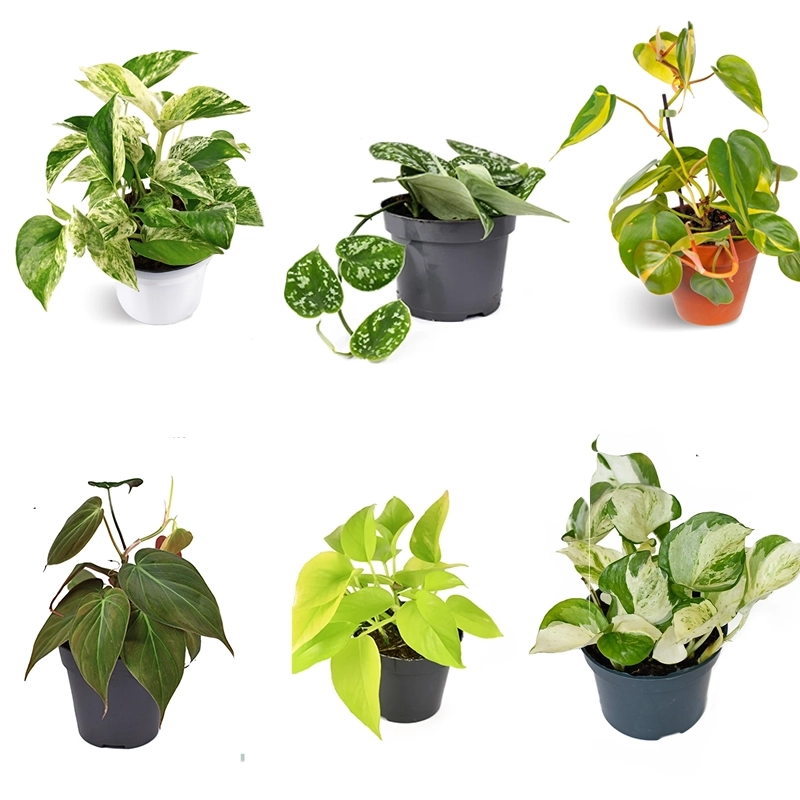 Money-Plant-combo-1