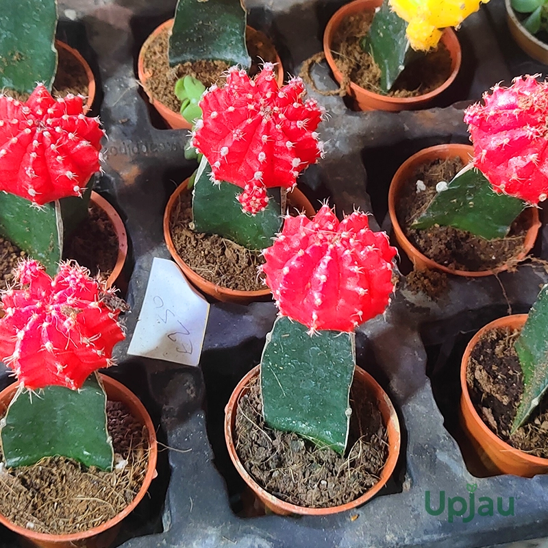 Red Moon Cactus Plant (Gymnocalycium mihanovichii) in pot