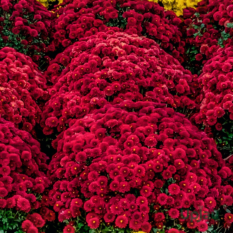 Multiflora red
