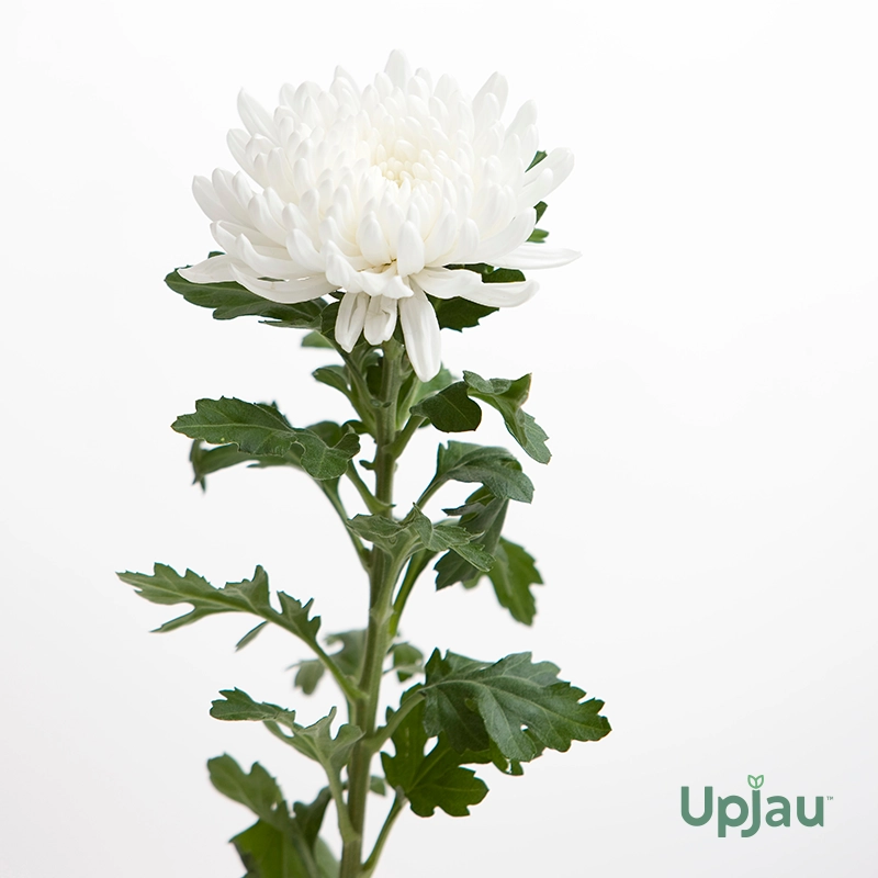 Guldavari/ Chrysanthemum / Guldaudi Decorative Plant (Any Color) - Image 2