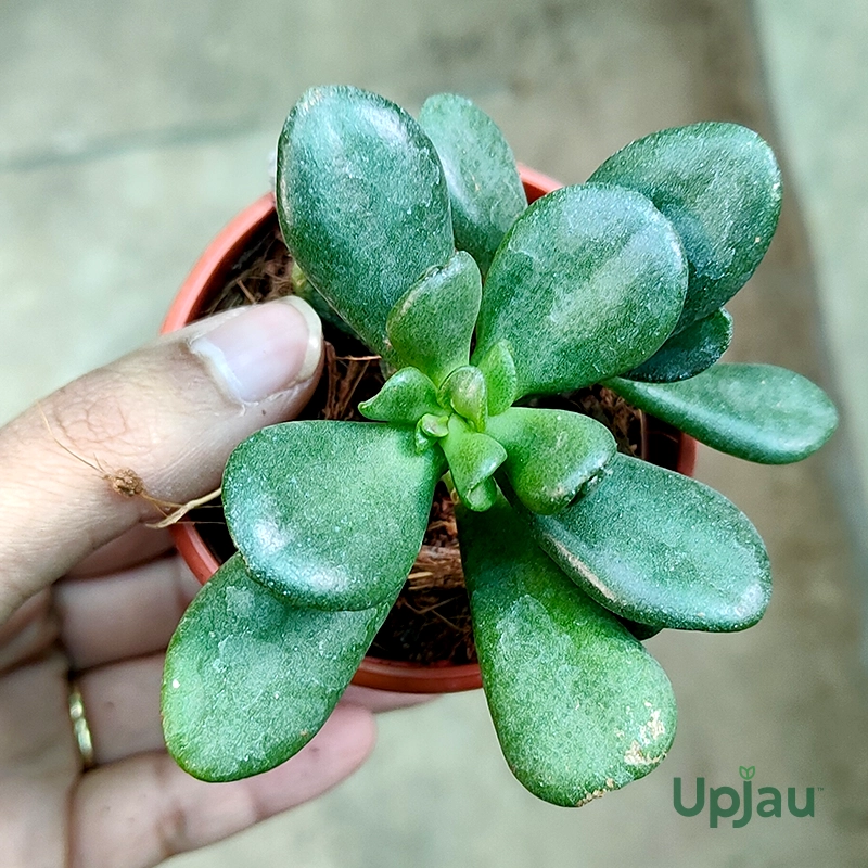 Crassula