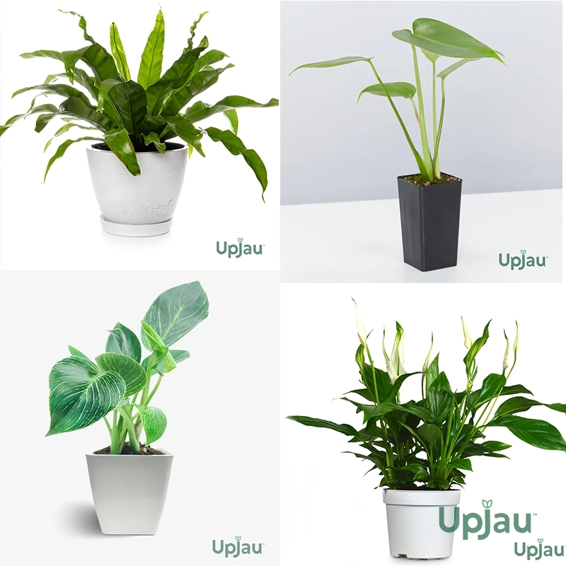 Exotic Plant 2 - Combo of 4