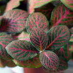 Buy Fittonia Nerve Plant Online in India