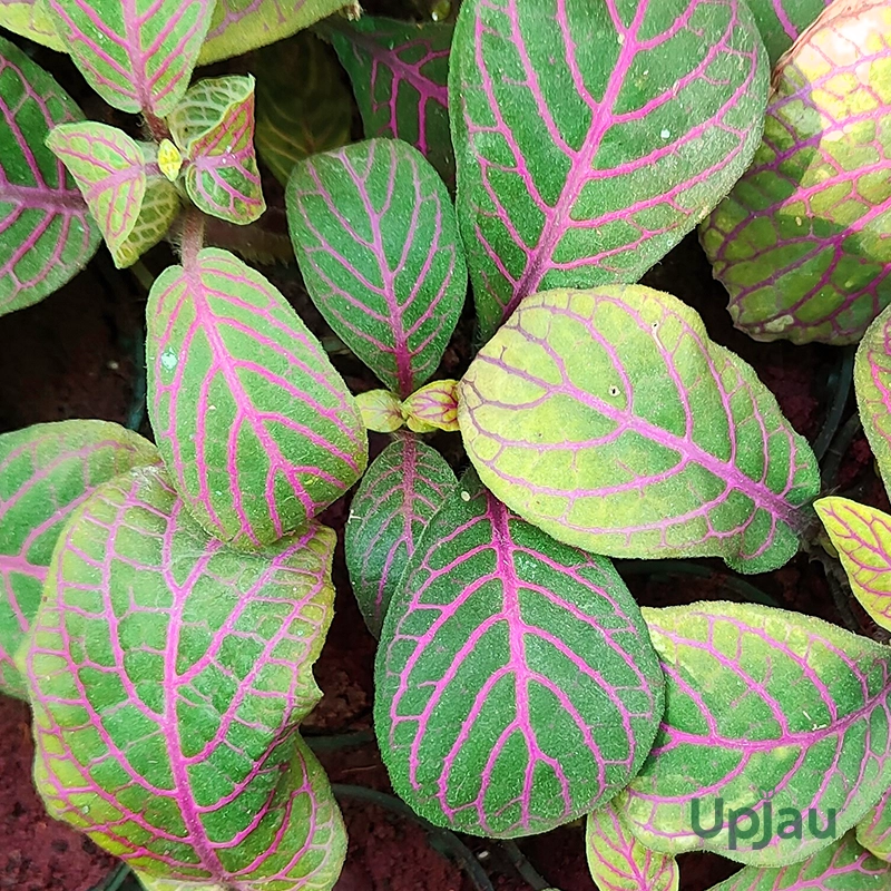 fittonia-nerve-plant-sapling
