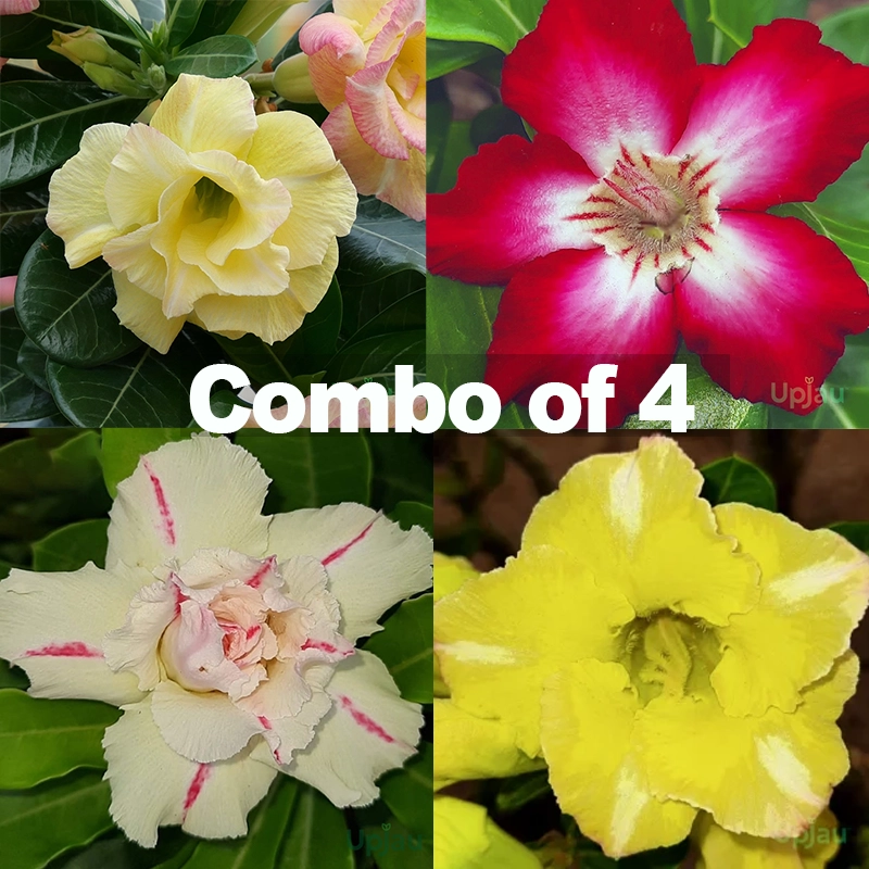 Ad_CM-04