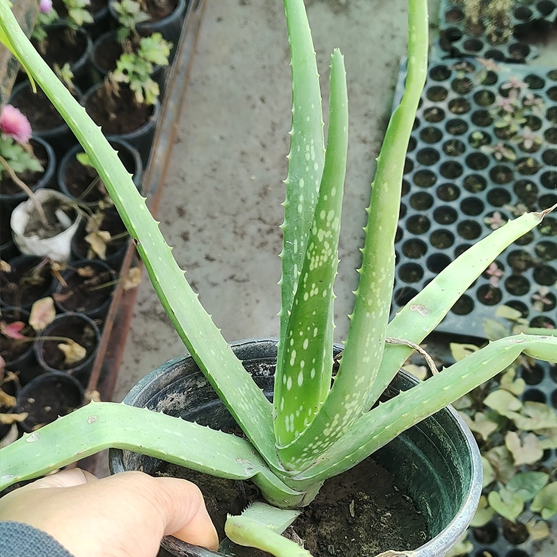 Aloe Vera Plant - Image 2