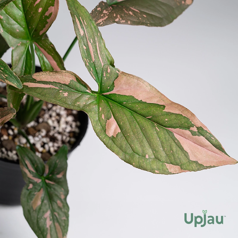 Syngonium Pink splash2