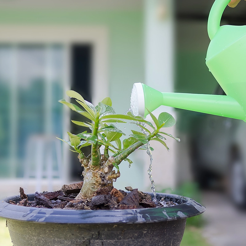 Adenium blog2