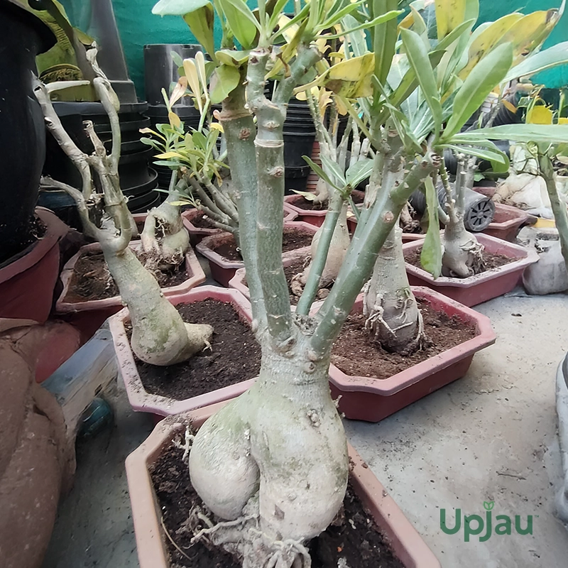 Adenium_Multi_4 Color