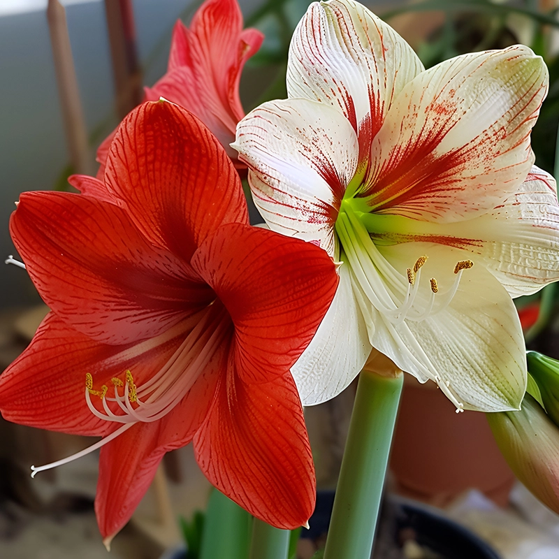 Amarllysliliy sP1