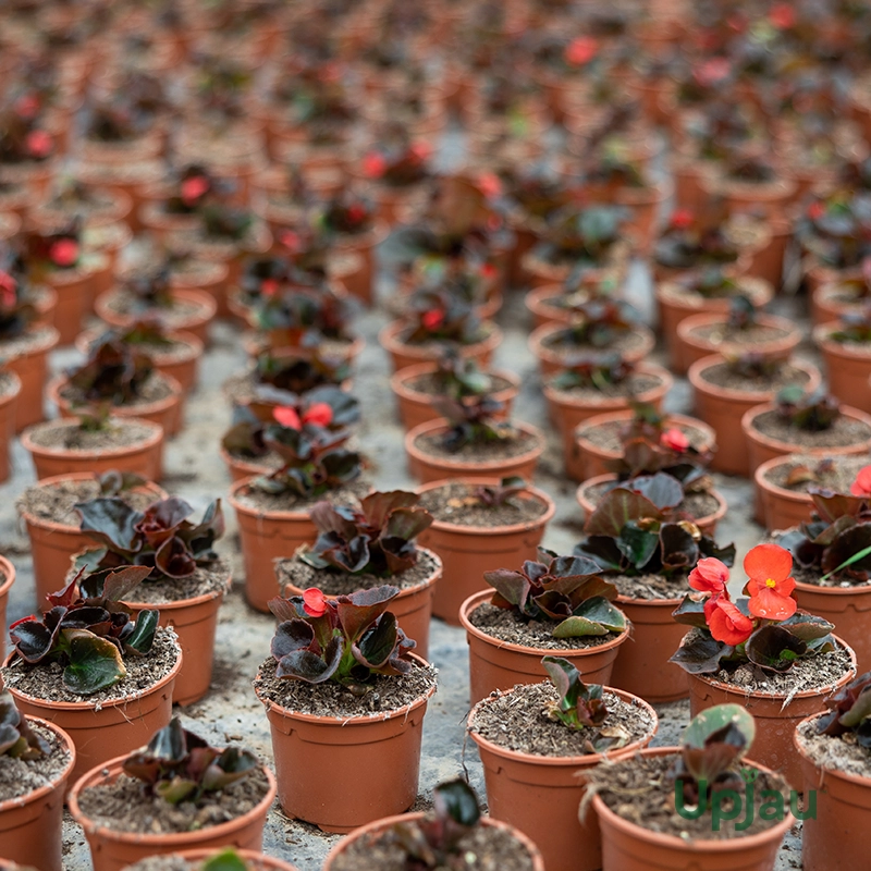 Begonia-Bada-Boom-Mix-Colour-Sapling