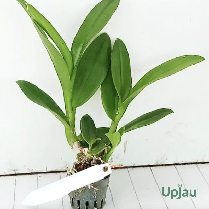 Den_Plant2_Sap