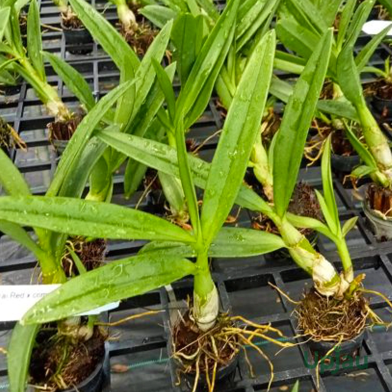 Orchid Dendrobium Baby Happy Holiday - Image 3