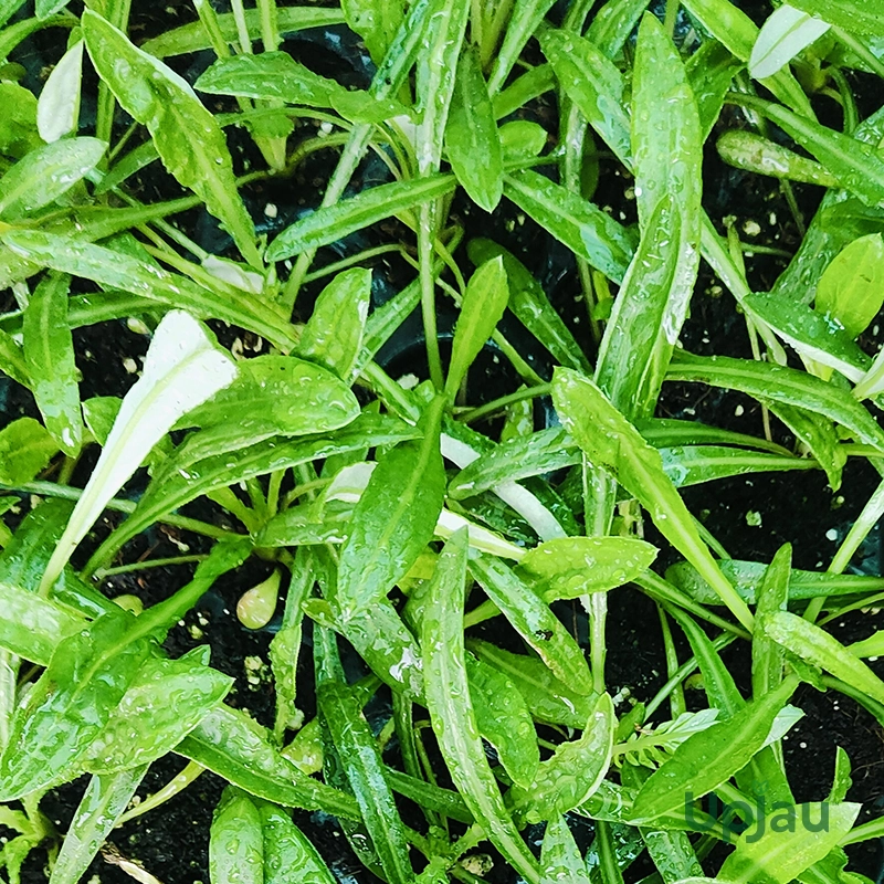 Gazania New Day Sapling (Any Colour) - Image 5