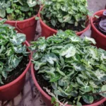 syngonium mini pixie plant yami green small indoor plant india