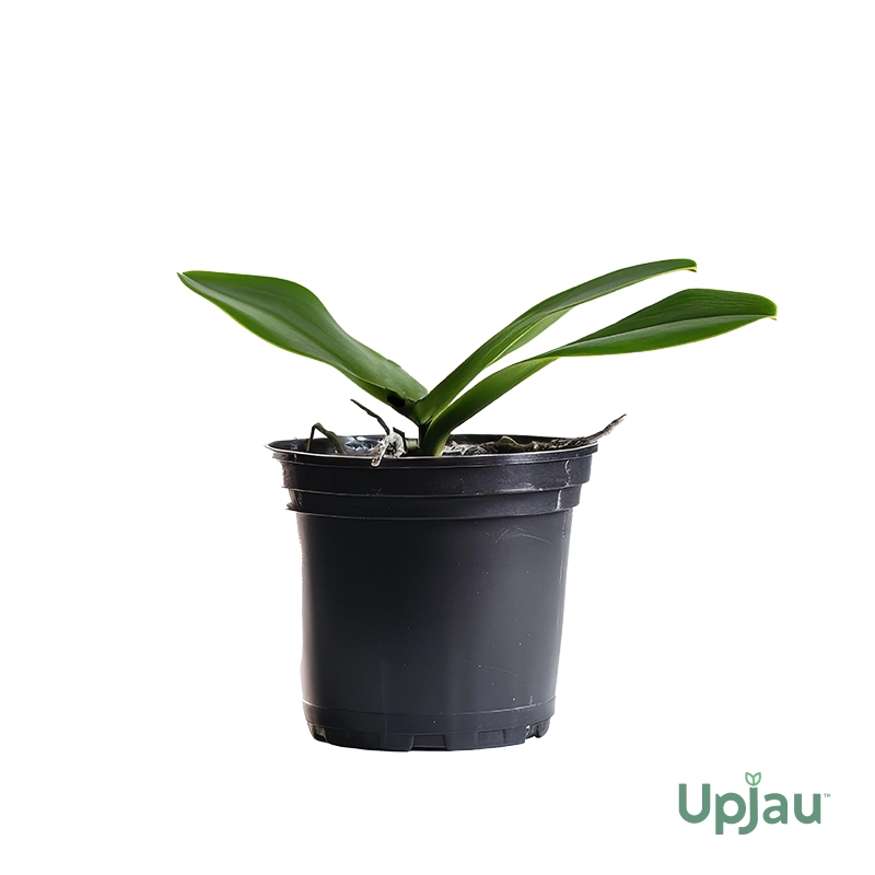 Phalaenopsis Orchid Talking Drum - Image 2