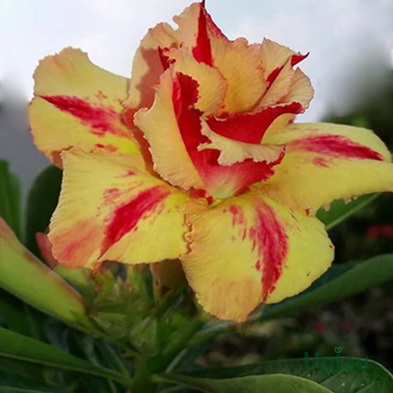 Sonam_Adenium2