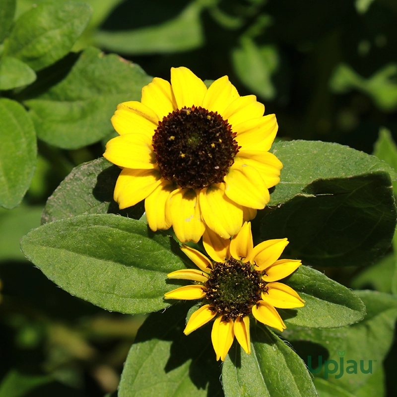 Miniature Sunflower Sapling