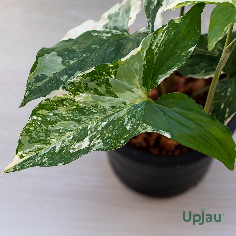 Syngonium Podophyllum