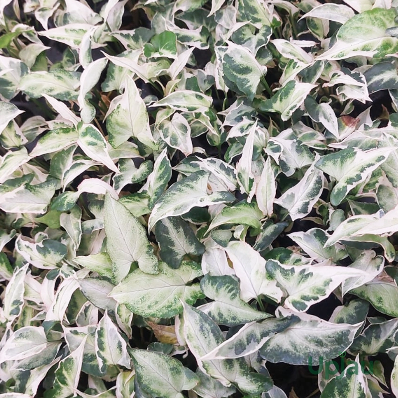 Syngonium White2