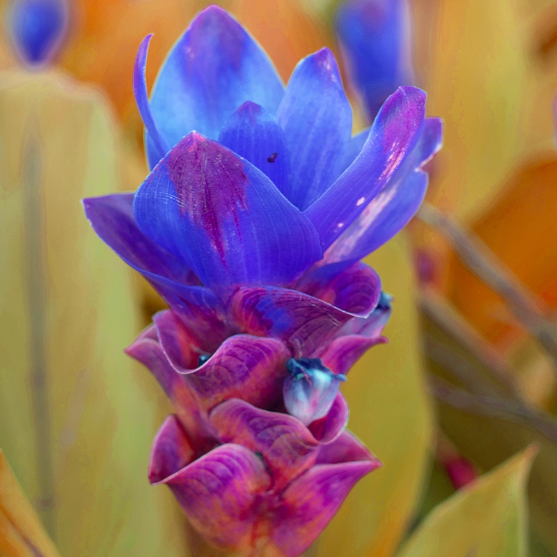 Blue Curcuma (Summer Tulip) Bulbs - Image 2